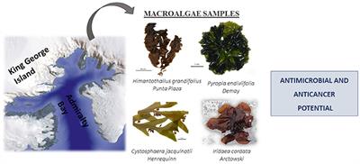 Macroalgae Extracts From Antarctica Have Antimicrobial and Anticancer Potential